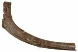 Hadrosaur (Edmontosaurus) Rib Bone - Wyoming #265715-1